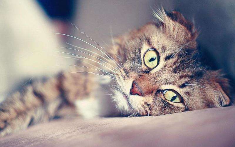 揭示Facebook上常见的假头像现象